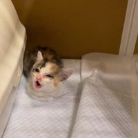 鳴いている子猫