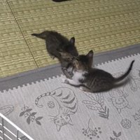 向かい合って取っ組み合う2匹