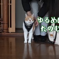 ゆるめにたのむ。