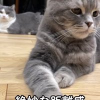 床の上で伏せをしている2匹の猫