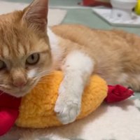 蹴りぐるみを抱く子猫