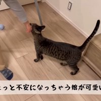 テロップ「ちょっと不安になっちゃう」