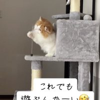 バネに猫パンチをするミヌエット