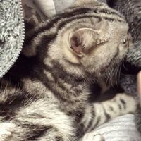 パパの胸に抱かれるアメリカンショートヘア