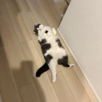 寝転がる猫
