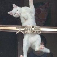 肉球がピンクの猫