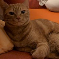 真顔の猫