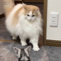 やんのかステップをする子猫と子猫を見つめるノルウェージャンフォレストキャット