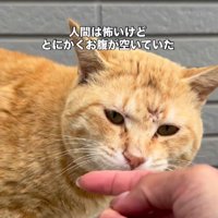 指の匂いを嗅ぐ猫