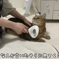 じっとみてくるみにらくん