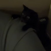 ソファーの後ろから出てくる黒猫