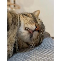 寝ている猫