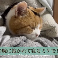 飼い主さんに抱かれて寝るミケ