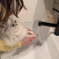 両前足に蛇口の水を当てられている子猫