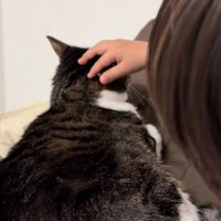 猫をなでる男の子