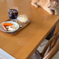 朝食を見つめる猫