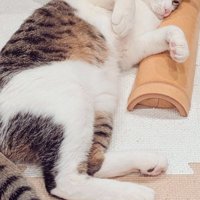 床に寝そべる猫