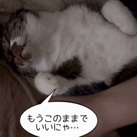 気持ちよさそうに横になる猫