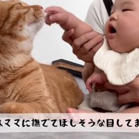 ママさんの方を見る猫
