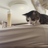 文句がありそうな顔をした猫が下の方を見ながら鳴いている様子