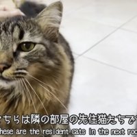 なでられている猫