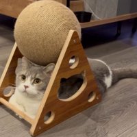 爪とぎの下の猫