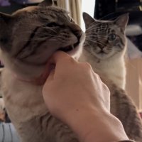 ガン見する猫
