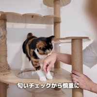 手の匂いをチェックする猫