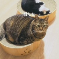 爪とぎの上でくつろぐキジトラ猫とハチワレ猫