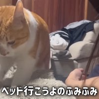 こたつ布団でフミフミする猫