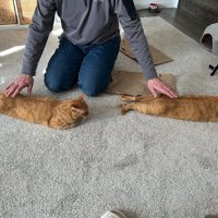 尻を撫でてもらう縦に並ぶ2匹の猫