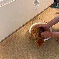 子猫のシャンプー