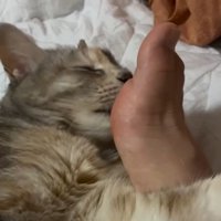 足を舐める猫