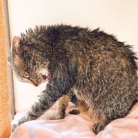 毛繕いする猫2