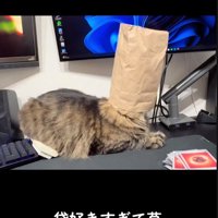 被る猫