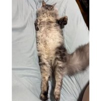 寝転ぶ猫