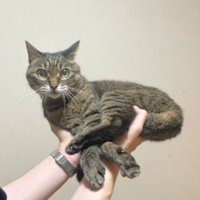 持たれている猫