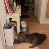 前足を突っ込む猫2