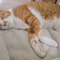 毛布の上で眠る茶白猫