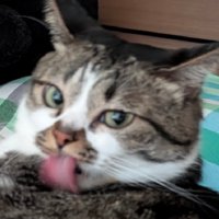 見つめる猫
