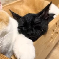 クロミちゃんの寝顔アップ