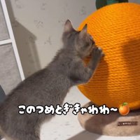 爪とぎをする子猫