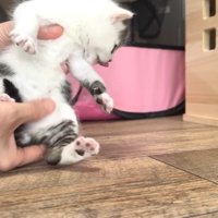 お腹を見せて