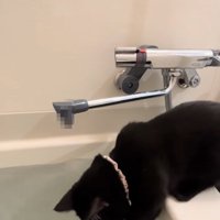 湯船を覗き込みながら左前足をつけている黒猫