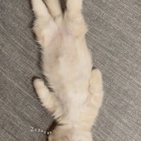 仰向けで眠るマンチカン