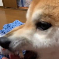 怒る柴犬