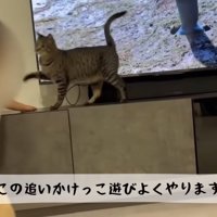 テロップ「この追いかけっこ～」