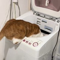 洗濯機に頭を突っ込む猫