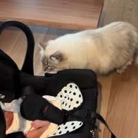 階段前で新生児を覗き込んでいる白猫