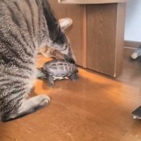 亀を触る猫